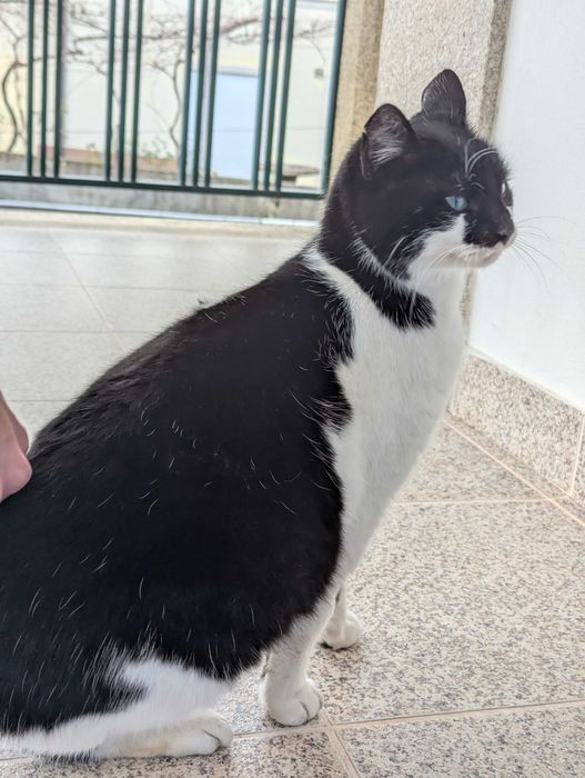 Duas gatinhas para adoção responsável