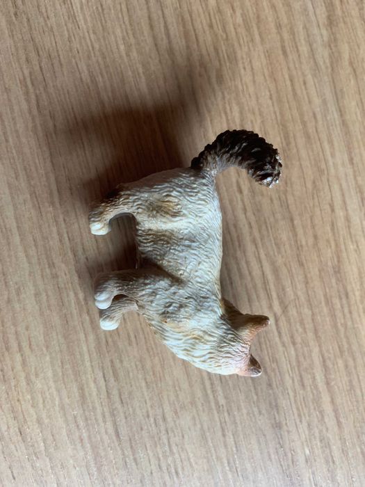 Kot Birmański Stojący