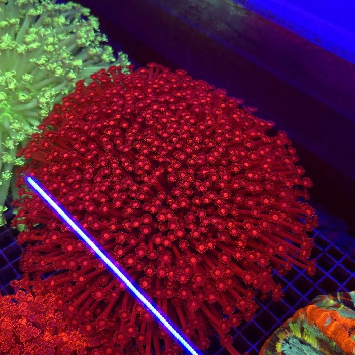 Goniopora Premium Red XXL (matecznik) WYSIWYG #7