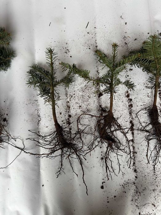 sadzonka świerk jodła kaukaska abies nordmaniana picea