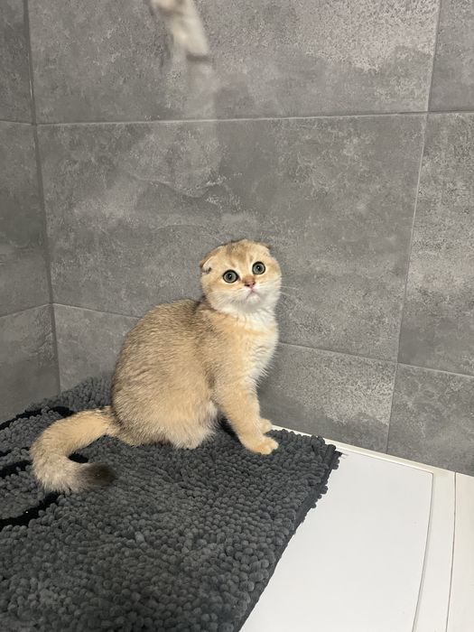 Красотка в золотій шиншиловій шубці