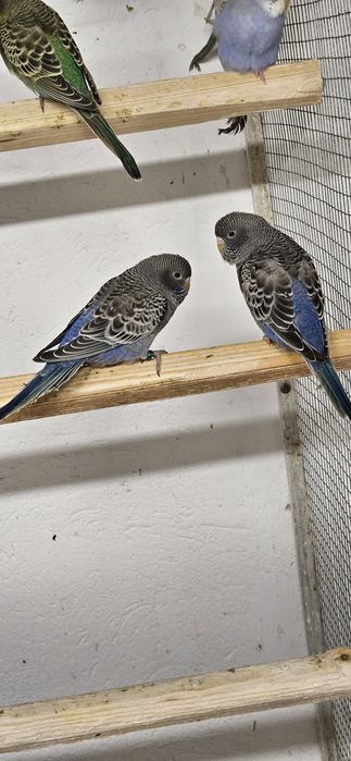 Papuga papugi faliste blackface