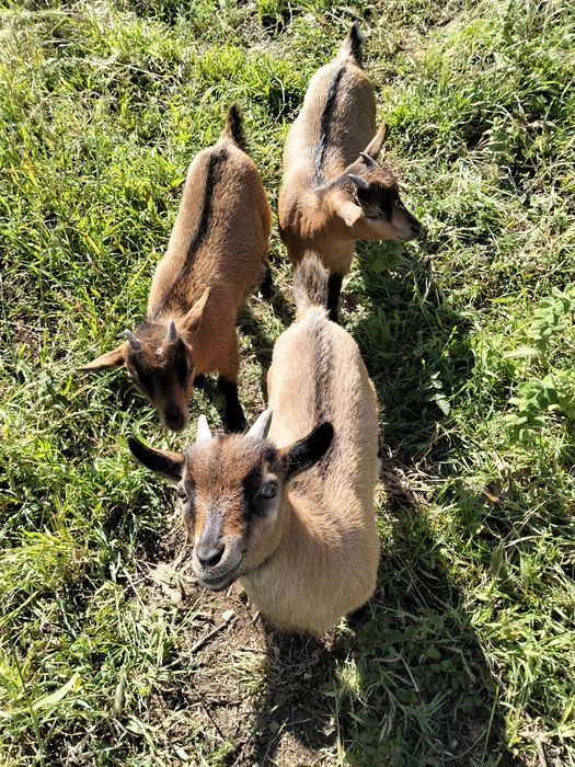 Vendo cabras anãs