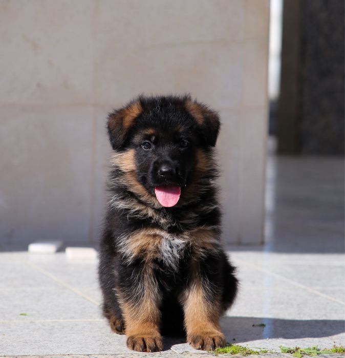Pastor alemão da Quinta Vale cordeiro