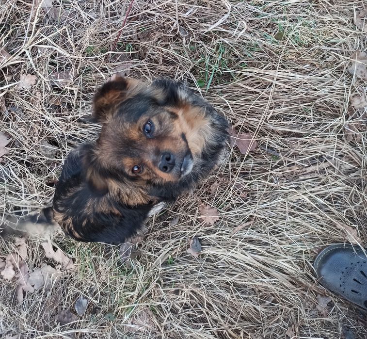 Візьміть дівчинку Метис Пекінеса /Тибетський Спанієль