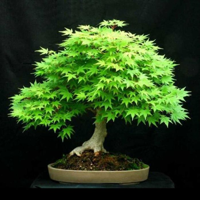 Клён бонсай семена