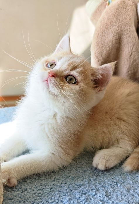 Cudowny brytyjski  kocurek