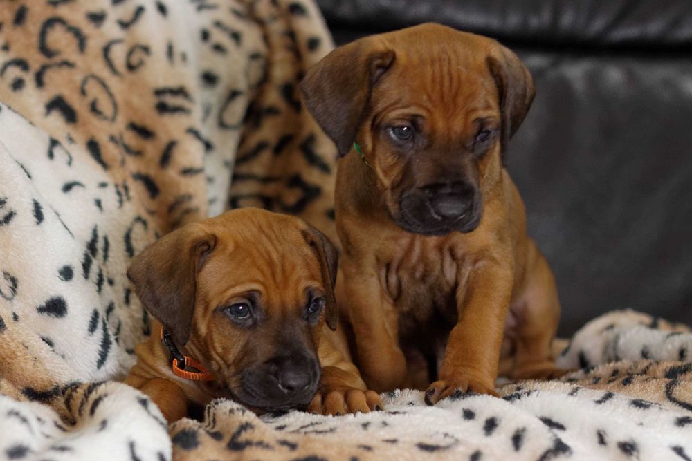Rhodesian ridgeback piesek metryka ZKWP/FCI