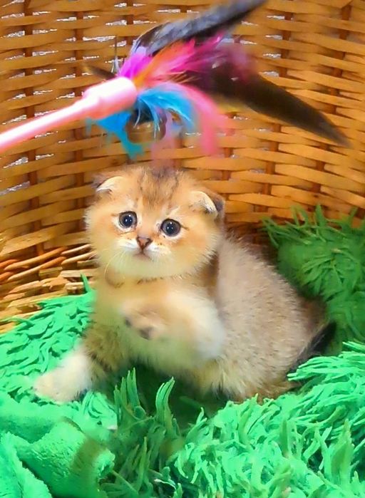 Золотая шиншилла мальчик