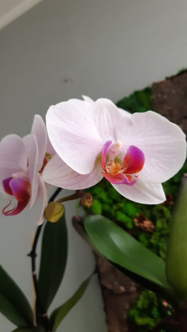 Орхидея фаленопсис Вашингтон: 270 грн. - Комнатные растения Киев на Olx