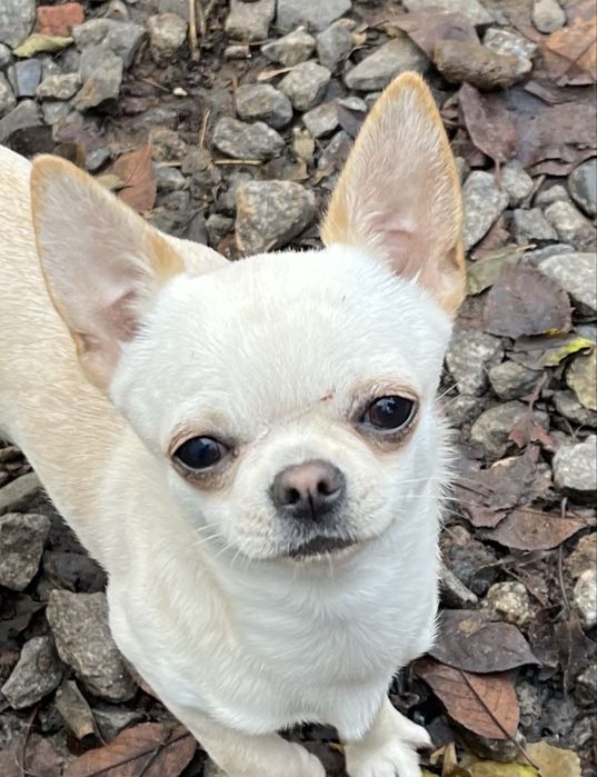 Очень красивый кремовый гладкошерстный мальчик чихуахуа