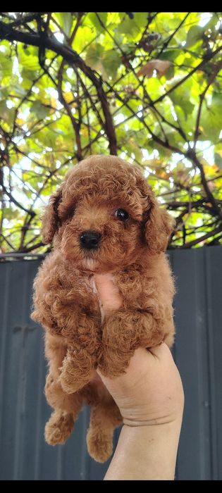 Чарiвний хлопчик той пудель ред