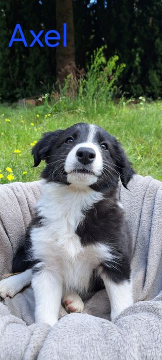 Border Collie szczeniak