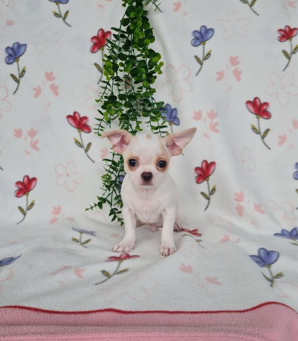 Estupendo menino mini Chihuahua Linhagem Russa de Qualidade