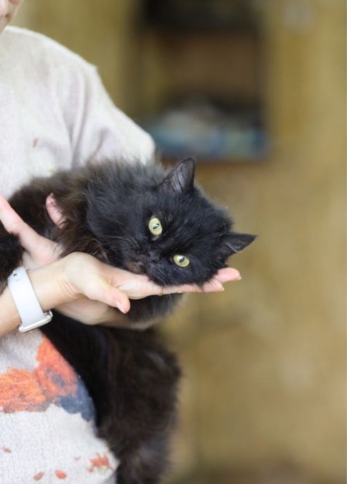 Кошечка 2 года, Шелби, красотка