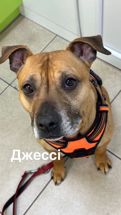 Шукає дім або домашню перетримку стафіня Джессі