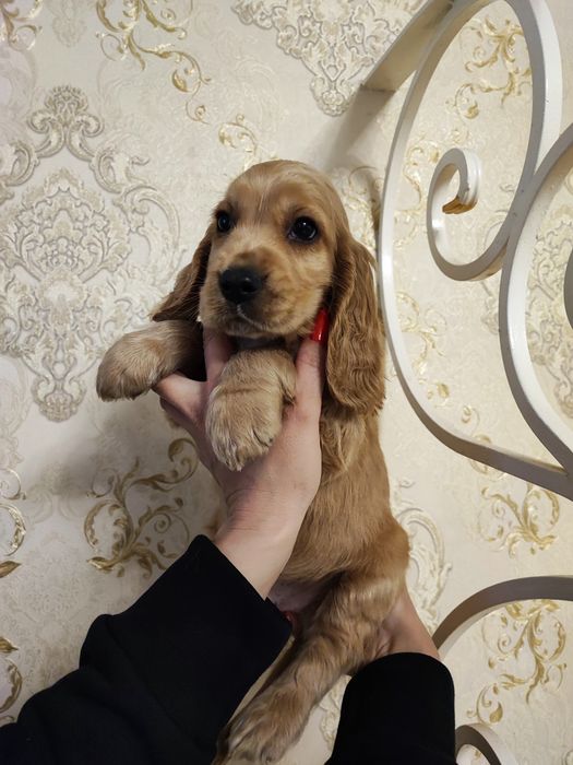 Восхитительные Мальчик и Девочка Спаниель