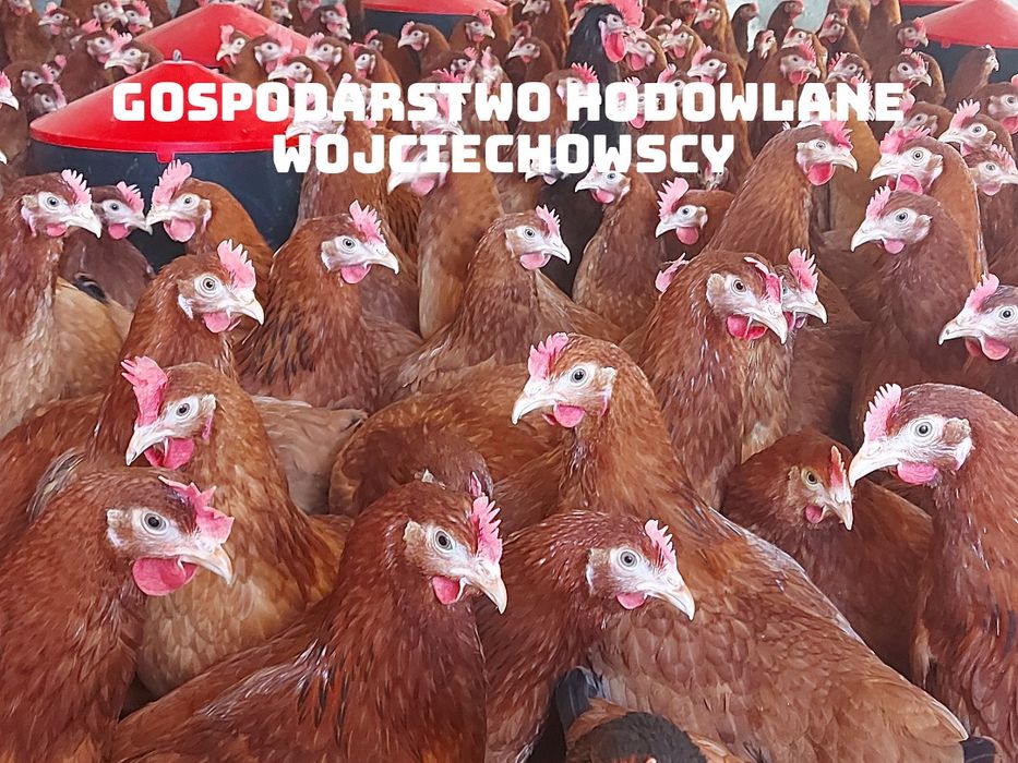 Młode kury nioski, kokoszki ogólnoużytkowe Rosa Tetra pierwsze jaja