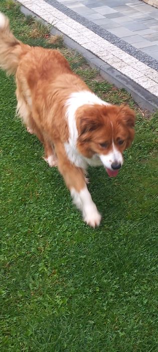 Szczeniak Border collie
