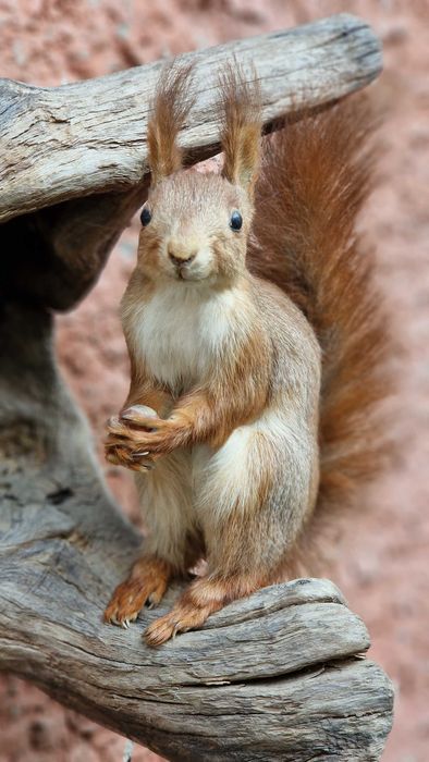 Білочка. Опудало, чучало.