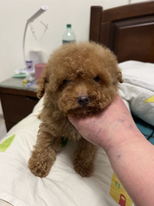 Цуценята мальтіпу