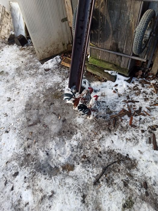 Serama kogutki pary , chabo