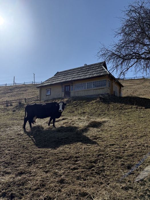 Продається столітній будинок в Карпатах + 0.25 га