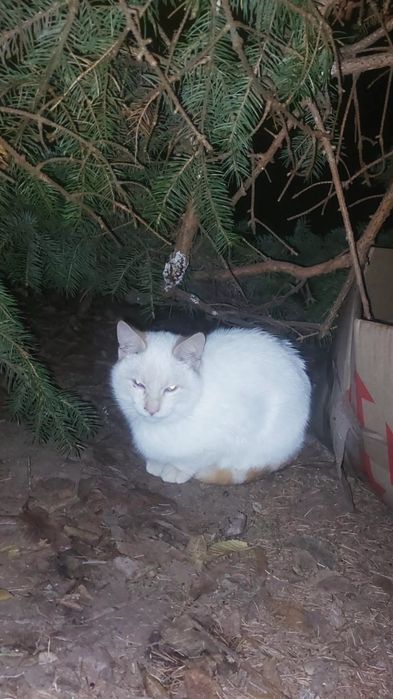 Отдам тайского голубоглазого котенка, окраса ред поинт, мальчик, 5 мес