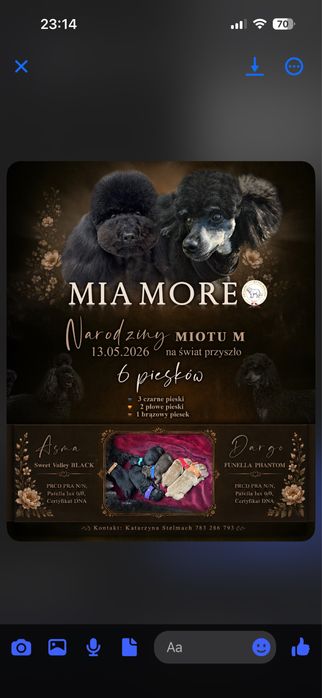 *** PUDEL Miniaturowy- BRĄZOWY / Czekoladowy   ***