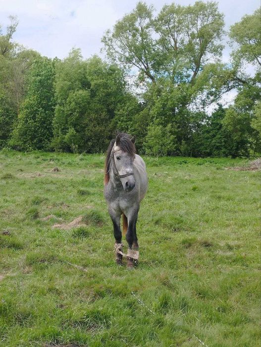 Молодий кінь, високий