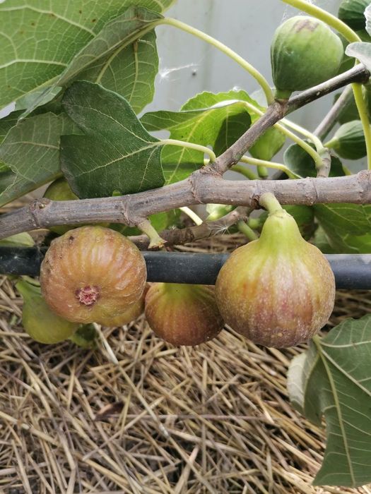 Саджанці інжиру, інжир