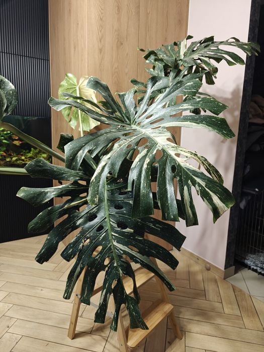 Monstera deliciosa Thai Constellation XXL big form, roślina