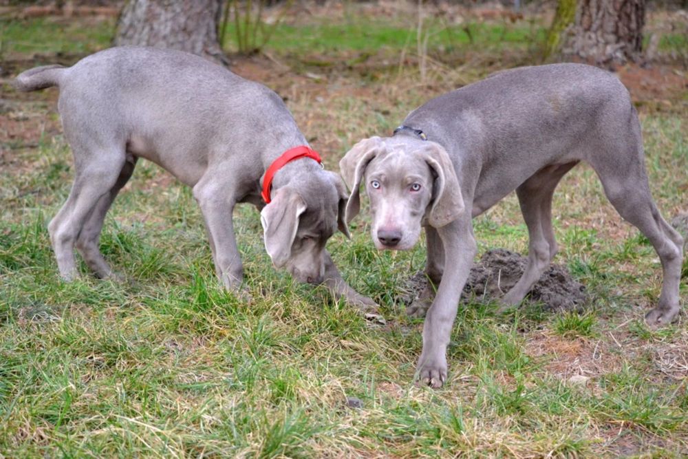 Wyżeł weimarski szczenię