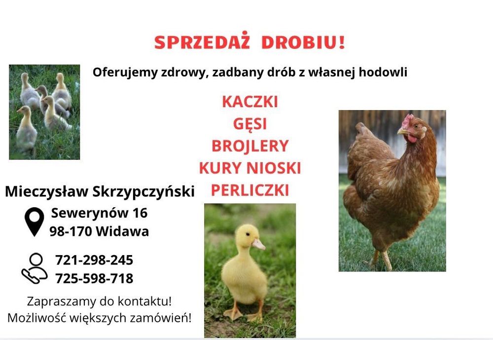 Kury,kaczki,gęsi,brojlery,perliczki