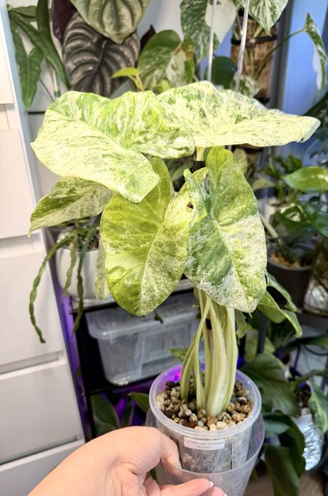 Alokazja macrorhizza splash