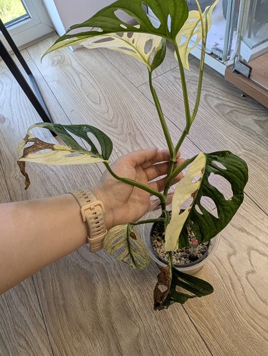 Monstera adansonii variegata roślina kolekcjonerska