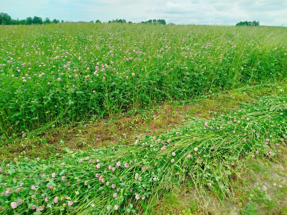 Sprzedam bele sianokiszonki z lucerny z koniczyną i trawą