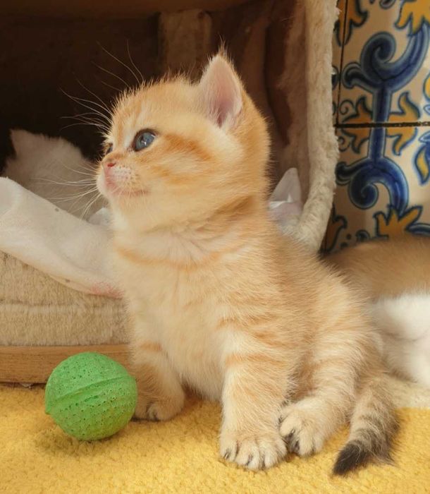 Gatinha British Shorthair