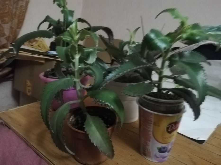 Каланхое. Столетник. денежное дерево.