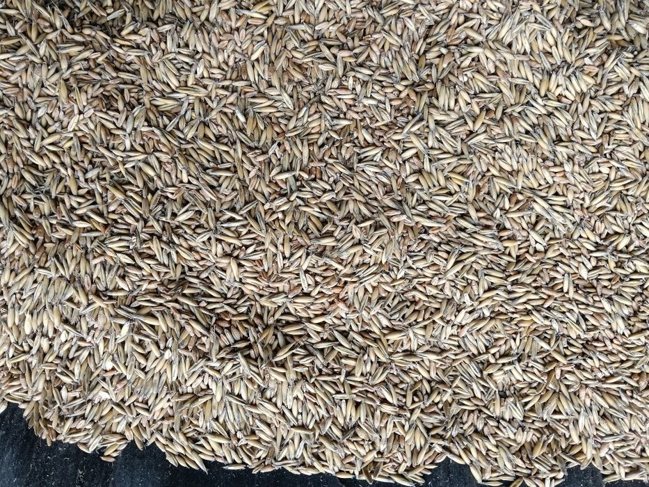 Mieszanka zbożowa jara.Owies, jęczmień, pszenżyto