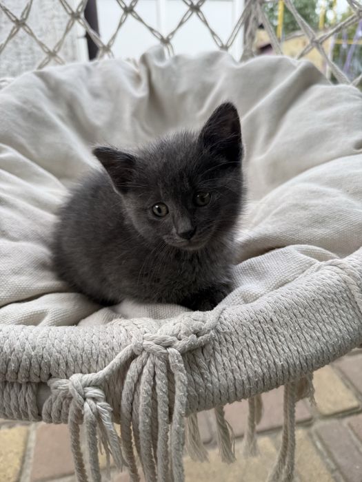 Кошеня безкоштовно