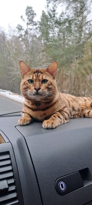 Бенгальский кіт. Вязка