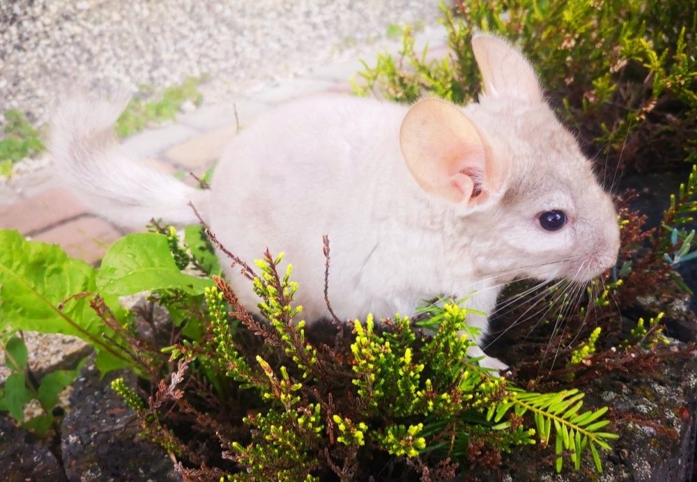 Szynszyl beżowy szynszyla