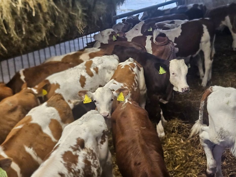 Byczki Mięsne Odsadki Opasy Świetny Towar od ROLNIKA