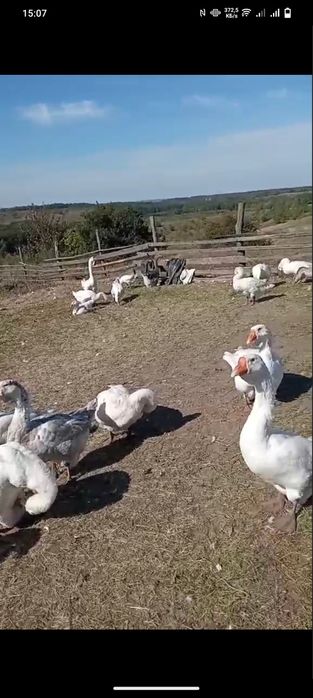 Продам гусей холмогори