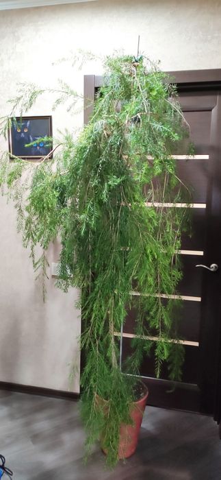 Австралийское чайное дерево Melaleuca  bracteata