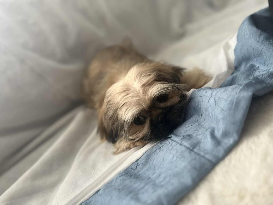 Śliczny piesek Shih Tzu