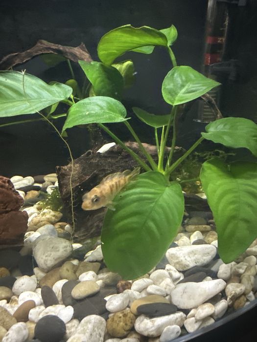 Troco CICLIDEOS por peixes de porte pequeno ou escalares