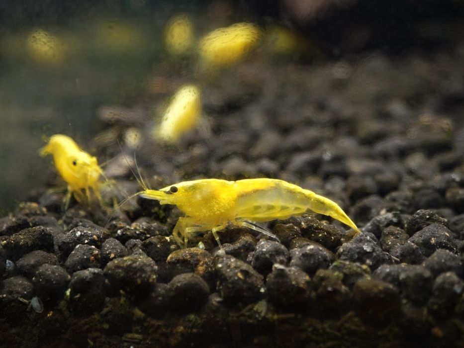Camarões amarelos / yellow