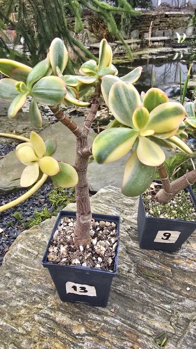 Grubosz Crassula Hummel's Ghost